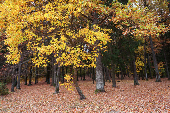 Yellow leaves of deciduous trees in autumn.
