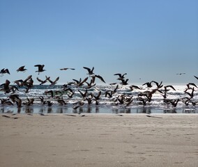 seagulls flying on the beach by the sea at sunset