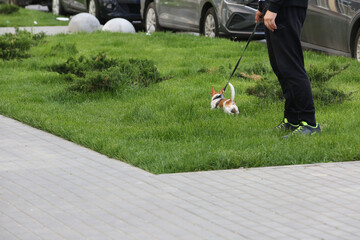 a man walks a chihuahua in the wrong place , a dog on a leash