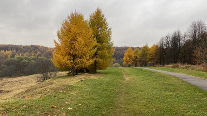 autumn landscape in the forest