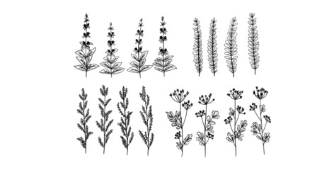 Set of hand drawn vector black decorative plants, flowers and branches. Vector graphics, design, decor.