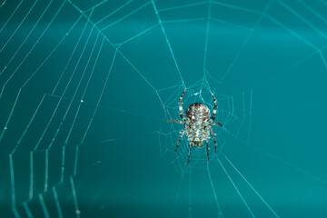 Spiders make webs. Wet spider web, with small spider on color background