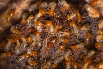 A group of termites are changing their place of residence. small termites are looking for food