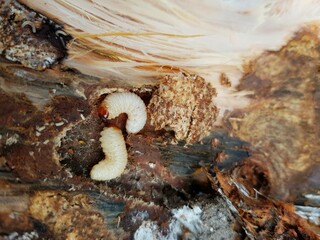 Longhorn beetle larvae in dead birch wood 