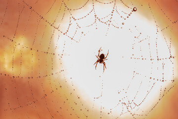 Spiders make webs. Wet spider web, with small spider on color background