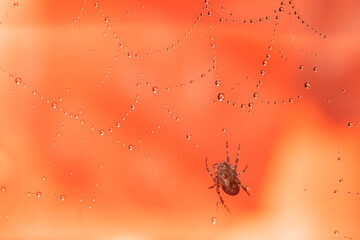 Spiders make webs. Wet spider web, with small spider on color background