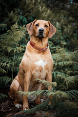 Rhodesian ridgeback sitting in the forest