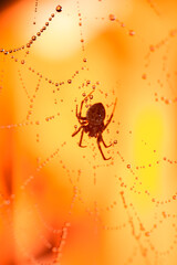 Spiders make webs. Wet spider web, with small spider on color background