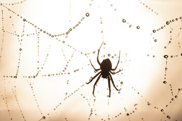 Spiders make webs. Wet spider web, with small spider on color background