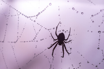 Spiders make webs. Wet spider web, with small spider on color background