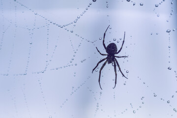 Spiders make webs. Wet spider web, with small spider on color background