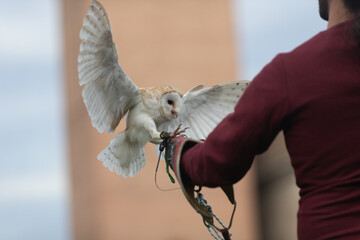 Barn owl on a bird owner s hand © saad