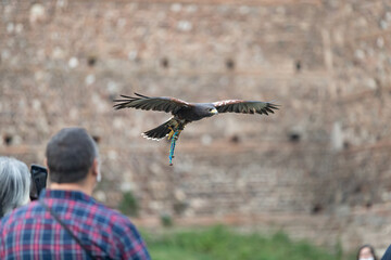 Harris's hawk in flight in the background castle wall
