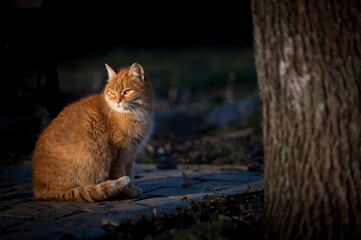 Cat relaxing on the sun