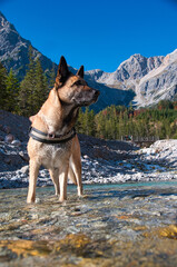 Naklejka premium ein malinois in einem gebirgsbach im herbst