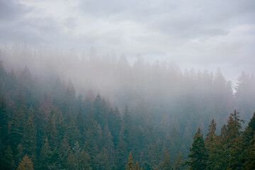coniferous forest on a foggy day. green nature background with autumnal grey sky. mysterious atmosphere