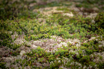 The Beautiful Norway landscape at summer