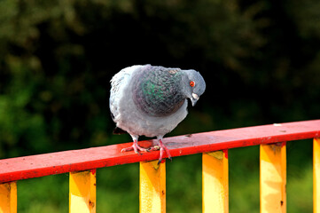 The animal bird called the Rock Gołąb living in the Biała River valley in the city of Białystok in Podlasie in Poland.