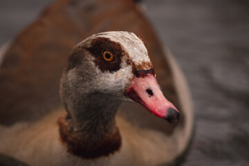 close up of a duck head