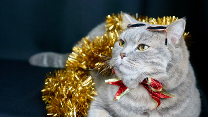 Pet British, Scottish straight cat for the new year 2022, Christmas with glasses, close-up. A cool...