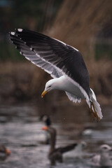 seagull in flight over a lake