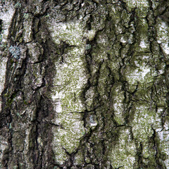 The structure of wood and tree bark in the photos as background texture wallpaper. Photographs were taken in September 2021 in Masuria and Podlasie in Poland.