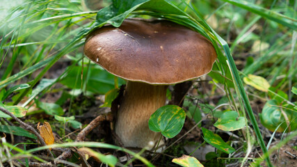 Mushroom boletus edulis grows in the forest. Mushroom boletus is an excellent source of healthy proteins.