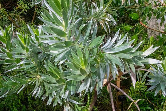 Leucadendron argenteum is an endangered plant species