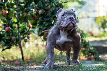 Cute little puppy of American Bully breed, with serious face expression, standing under the apple...