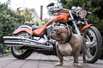 Great lilac brown American bully dog stands in front of motorbike, serious face expression. Strong muscular body. Outdoors, copy space. - obrazy, fototapety, plakaty