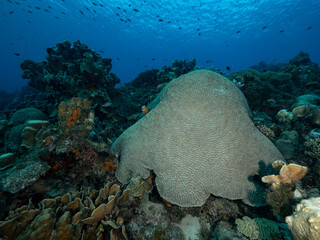 healthy brain coral on caribbean tropical reef