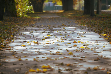 Fototapeta premium The walking alley in the park is strewn with autumn yellow leaves. Sunlight falls on the path in the autumn garden. In autumn, the trees in the park cast a shadow on the path. 