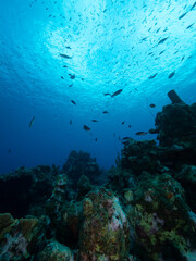 Naklejka na ściany i meble looking up at surface from reef through fish