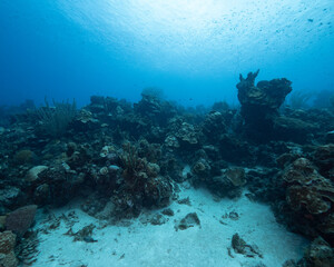Fototapeta na wymiar coral reefscape with soft backlight