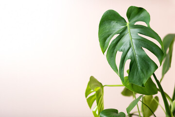 Monstera houseplant, greenery in the interior, large leaves of monstera, house flowers in a pot