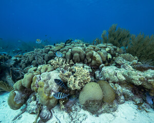 boulder coral reef with sargeant major fish