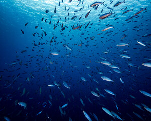 school of fish swimming from camera