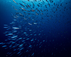 Fototapeta na wymiar school of fish swimming from camera
