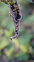 Ladybird in leaf