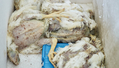 Fresh carcass of death chicken poultry in thermal container box freezer packs