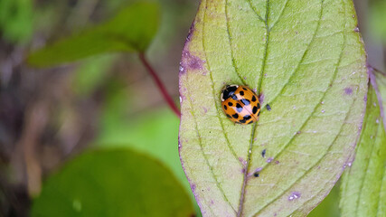 Harlequin ladybird on leaf