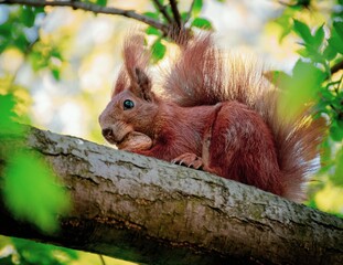 squirrel on a tree