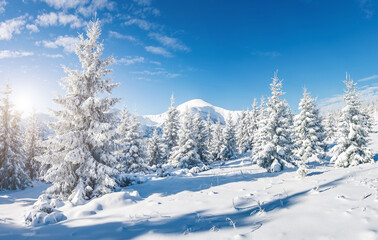 Naklejka premium Majestic white spruces glowing by sunlight.