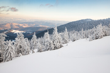 Fototapeta premium amazing winter landscape with snowy fir trees
