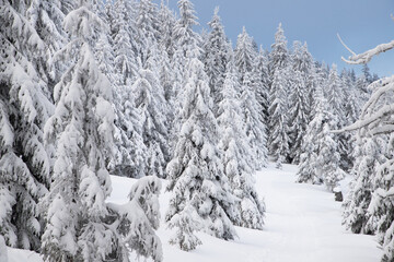 amazing winter landscape with snowy fir trees