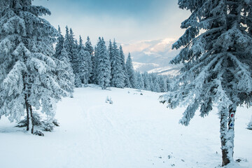 Obraz premium amazing winter landscape with snowy fir trees