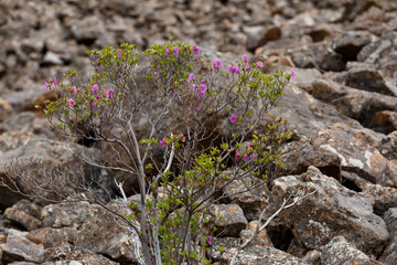 The nature of the Far East. A steep rocky ascent to Mount Lysaya in the Primorsky region. The shrub grows on the rocky slope of a high mountain.