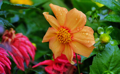 Dahlia after rain