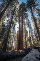 Giant sequoia forest. Sequoia national park, California, USA