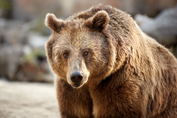 portrait of adult bear looking towards the camera
